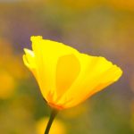 DSC_0398-e1490308862404-150x150