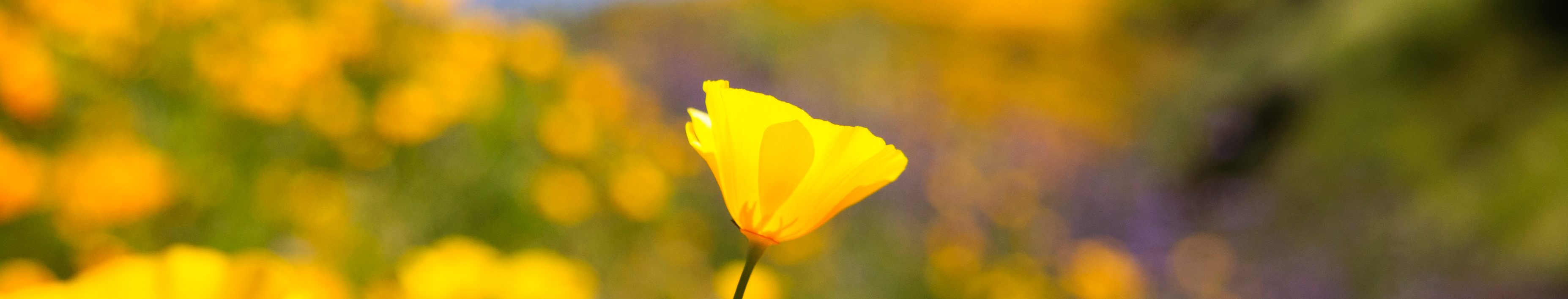 DSC_0398