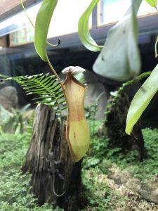 猪笼草背面透光